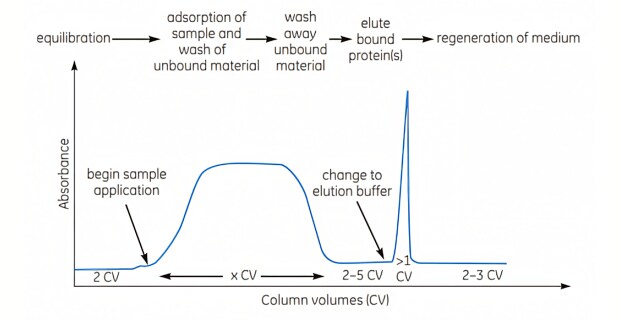 Graph illustrating the key stages of affinity chromatography separation involving bind, wash and elute steps.