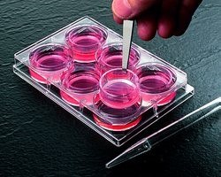 Cell Culture &amp; Cryogenics