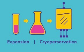 Expansion & Cryopreservation