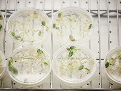 Plant cell and tissue culture for propagation 조직 배양을 이용한 식물 세포 및 조직 분리