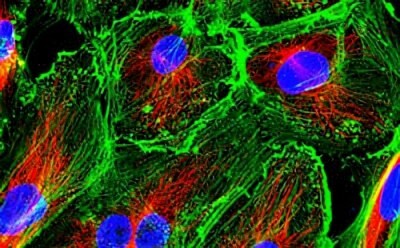 Fluorescence microscopy image showcasing primary cell culture with cells stained to highlight various components: nuclei in blue, actin filaments in green, and mitochondria in red.