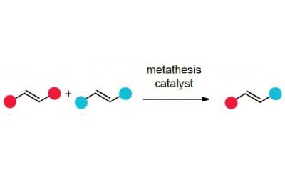 Cross metathesis brings two olefins together in an intermolecular reaction to give an olefin product bearing substituent from each of the starting olefins.