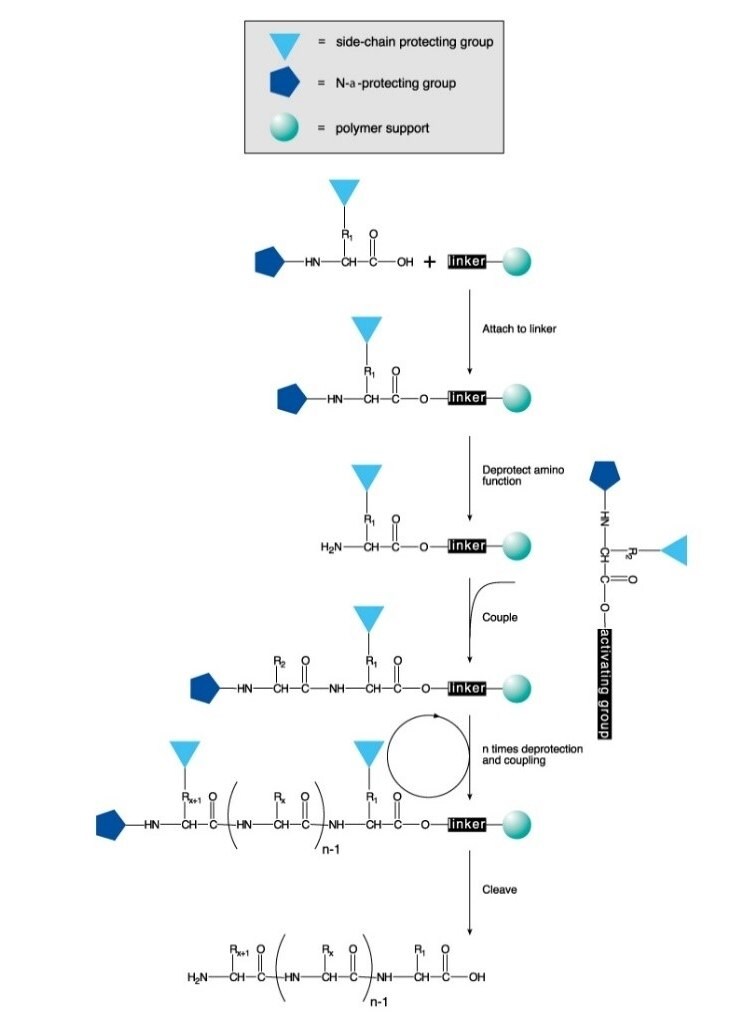 Solid Phase Peptide Synthesis