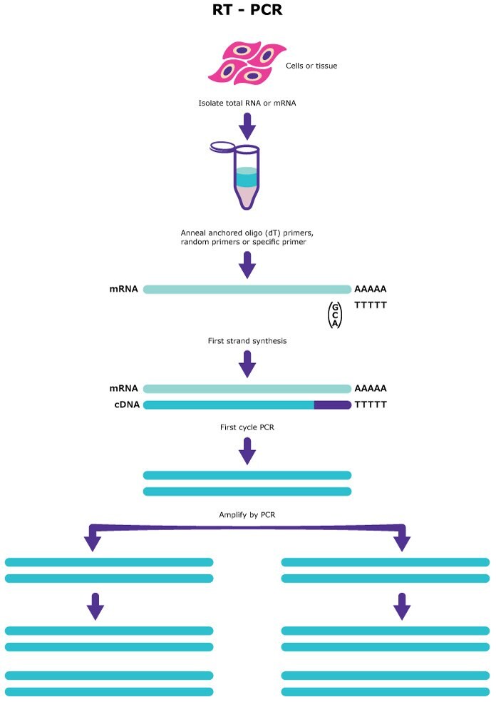 RT-PCR steps from RNA isolation to amplification 역전사효소(RT) PCR은 다음과 같은 단계를 따릅니다. 다음: RNA 또는 mRNA의 분리, 프라이머 결합(primer annealing), 일차 사슬 합성 그리고 PCR 증폭