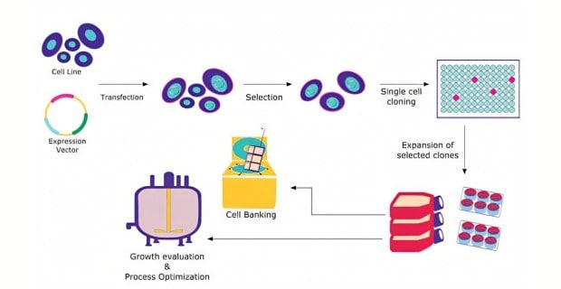 Recombinant Protein Expression in Mammalian Cells