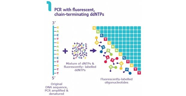 Sanger DNA Sequencing Method