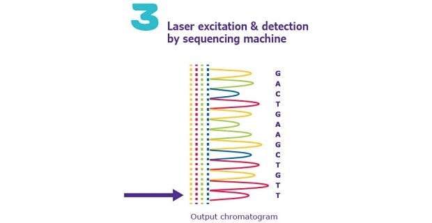 Sanger DNA Sequencing Method