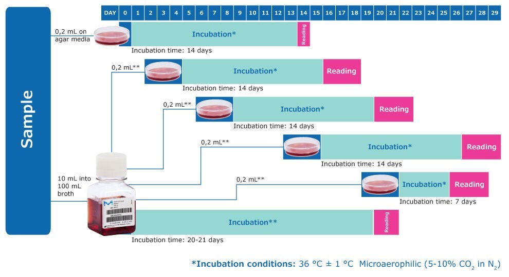 Mycoplasma Image Update * 접종 후 각 고형 배지에 대해 적어도 1개 플레이트에 0.2mL를 주사하여 각 액상 배지를 2차 배양. 테스트 6<sup></sup>~8<sup></sup>일 사이에 이 절차를 반복하며, 13<sup></sup>~15<sup></sup>일 사이에 이를 다시 반복하고, 19~21일 사이에도 다시 반복합니다. 2~3일마다 액상 배지를 관찰하고 색상 변화가 발생하면 2차 배양합니다. 참고: 추가적으로 고형 및 액상 배지에 대해 14일 동안 배양된 포지티브 및 네거티브 컨트롤이 필요합니다.