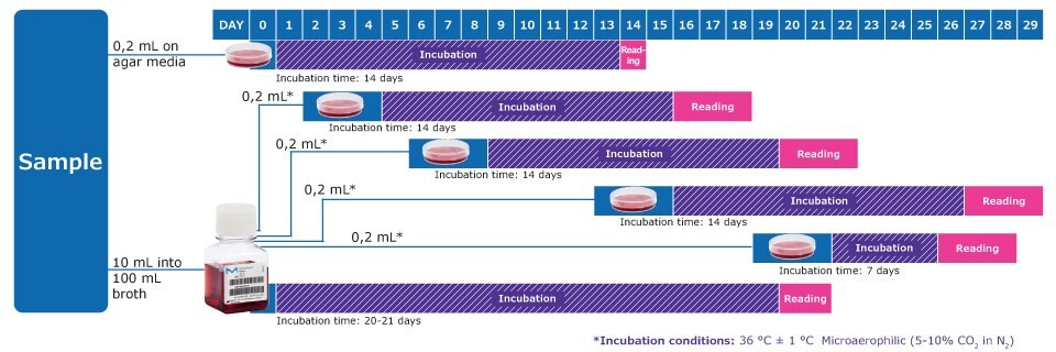 * On days after inoculation, subculture each liquid medium by inoculating 0,2 mL on at least 1 plate of each solid medium. Repeat the procedure between the 6<sup>th</sup> and 8<sup>th</sup> day, again between the 13<sup>th</sup> and 15<sup>th</sup> day and again between the 19th and 21st day of the test. Observe the liquid media every 2 or 3 days and if a color change occurs, subculture.      Note: In addition, one positive and one negative control per solid and liquid medium is required, with an incubation time of 14 days.
