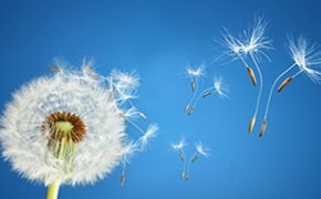 A dandelion against a blue sky with multiple seeds drifting in the wind.