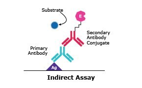 A diagram illustrating the process of an indirect assay in immunology. It shows the interaction between different components like substrate, primary and secondary antibodies, and antigen (Ag)..