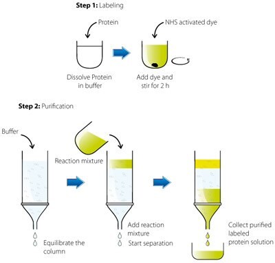 Fluorescent protein labeling and modification