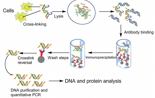 Schematic representation of a scientific process involving cells and DNA-protein interactions. The top left shows ‘Cells’ undergoing ‘Cross-linking’ and ‘Lysis,’ resulting in a mixture of proteins and DNA. This mixture then goes through ‘Antibody binding.’ The subsequent steps include ‘Crosslink reversal,’ several ‘Wash steps,’ and immunoprecipitation. Finally, the bottom sequence depicts ‘DNA purification and quantitative PCR,’ indicating analysis of DNA and protein.