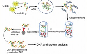 The image illustrates the process of immunoprecipitation, a technique used in molecular biology to selectively isolate a specific protein or nucleic acid from a complex mixture