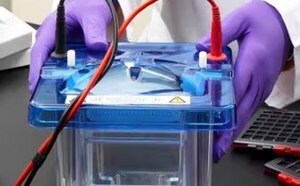 A scientist is conducting an experiment using a blue electrophoresis chamber connected with red and black cables on a white laboratory bench.