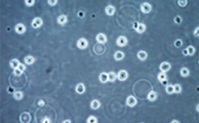 Validated Cell Types