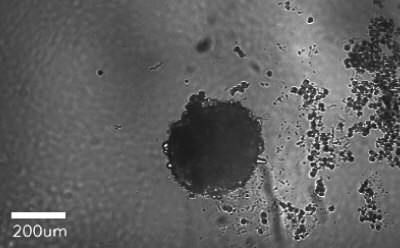 Spheroid Qualified Hepatocytes Microscopy image of hepatocytes forming spheroids over 8 days of culturing, showing