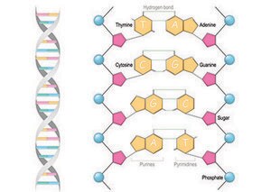 Illustration of a DNA molecule with its double helix structure on the left and an expanded view of the nucleotide pairs connected by hydrogen bonds on the right, labeled with their respective names: Adenine, Thymine, Cytosine, Guanine, along with sugar and phosphate groups forming the backbone.