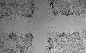 Microscopy image of the Cell Comb scratch assay for cell migration