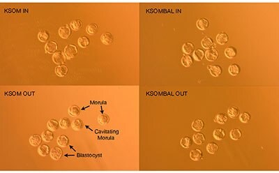FVB/N embryos 96 hours post-hCG induction of ovulation demonstrate morula, cavitating morula and blastocyst developmental stages