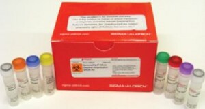 Complete genome amplification kits 
