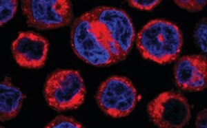 Live Cell Imaging Reagents