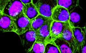 Coloration par fluorescence de cellules de mammifère en culture