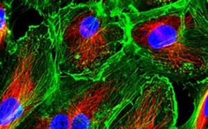 Cell Lines & Specialty Cell Culture