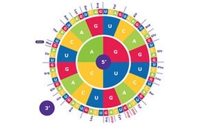 The image features a vibrant circular genetic code chart, segmented into various colored sections, each representing different nucleotide base combinations (A, U, G, C). 