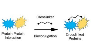 The image depicts a colorful biochemical diagram illustrating the bioconjugation process where two blue spiky shapes labeled “Protein Protein Interaction” are transformed into a “Crosslinked Proteins” shape through the action of a “Crosslinker.”