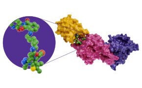Modèle tridimensionnel de la structure d&apos;un co-cristal ; la PROTAC en vert se lie à la cible en jaune et à l&apos;ubiquitine E3 en rose pour une dégradation ciblée de la protéine.