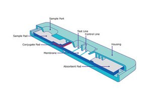 Lateral flow assay schematic
