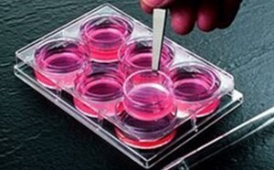 Cell Culture Supplies