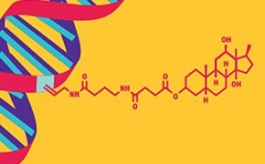 Digoxigenin (DIG) labeling DNA probe.