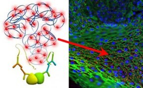 Illustration shows molecular structure on the left and a microscopic view of cells with highlighted features on the right.