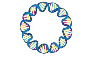 Circular plasmid DNA strand, showcasing the double helix structure with alternating colors representing the base pairs.