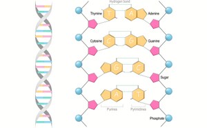 Illustration of the location and structure of DNA double helix highlighting components that hold the gene specificity of every living being.