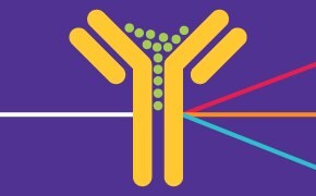 a graphical representation of an antibody’s interaction with antigens, featuring a yellow Y-shaped structure on a purple background with green dots at the tips, and colored lines suggesting different pathways or interactions.