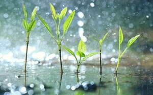 The image captures young green plants with slender stems and delicate leaves, sprouting amidst a misty shower of raindrops that reflect the surrounding light, creating a sparkling effect.