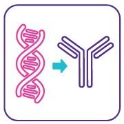 mAb cell line characterization 세포주 개발을 위한 단클론 항체(mAb) 기반 검사 제품군