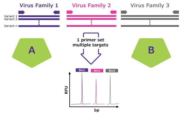 A method for detecting multiple virus families using a single primer set. The image shows three virus families (Virus Family 1 in purple, Virus Family 2 in pink, and Virus Family 3 in grey), each with multiple variants. A single primer set targets multiple sequences from these virus families, shown by arrows pointing to a graph below. The graph displays relative fluorescence units (RFU) against base pairs (bp), with three distinct peaks (Bin1 in purple, Bin2 in pink, and Bin3 in grey) indicating the detection of each virus family. Divided into two sections labeled A and B, represented by green pentagons. A method for detecting multiple virus families using a single primer set. The image shows three virus families (Virus Family 1 in purple, Virus Family 2 in pink, and Virus Family 3 in grey), each with multiple variants. A single primer set targets multiple sequences from these virus families, shown by arrows pointing to a graph below. The graph displays relative fluorescence units (RFU) against base pairs (bp), with three distinct peaks (Bin1 in purple, Bin2 in pink, and Bin3 in grey) indicating the detection of each virus family. Divided into two sections labeled A and B, represented by green pentagons.