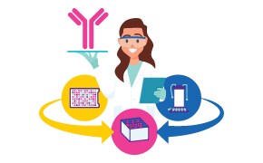 Overcome Process Challenges IVD 개발을 이해하는 파트너와 함께 세포주 개발, 규모 확장, 항체 제조를 간소화하는 방법에 대해 알아보십시오.