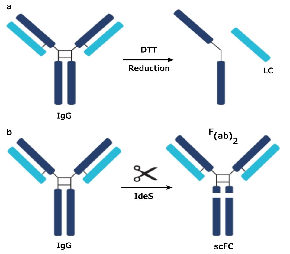 Digestion scheme of antibody using dithiothreitol (DTT) or IdeS (a protease)