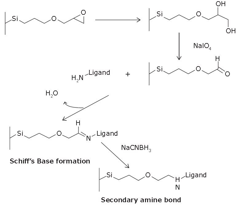 Scheme of immobilization via Schiff base mechanism. Scheme of immobilization via Schiff base mechanism
