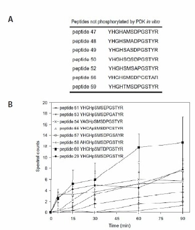 A quantitative mass spectrometry-based approach for identifying protein kinase clients and quantifying kinase activity In vitro assays containing peptide variants of YHGHSMSDPGSTYR (PEPscreen, Custom Products). (A) Peptide variants not phosphorylated by PDK. (B) Spectral counts of peptides phosphorylated by AtPDK as a function of reaction time. All values are means ± std of four repeats.