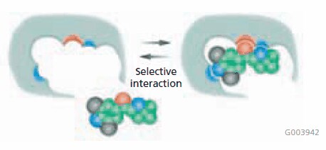 Selective Interaction Selective Interaction