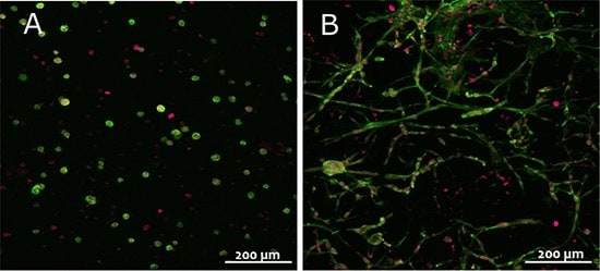 3T3 fibroblasts in TrueGel3D™ hydrogels