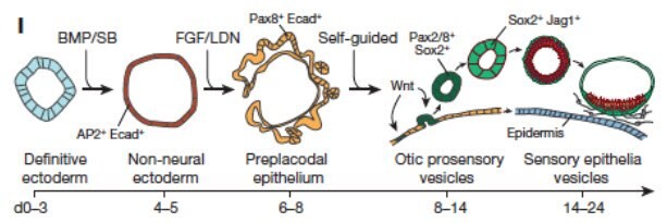 Graphic simplification illustrating the 3D differentiation of PSCs 