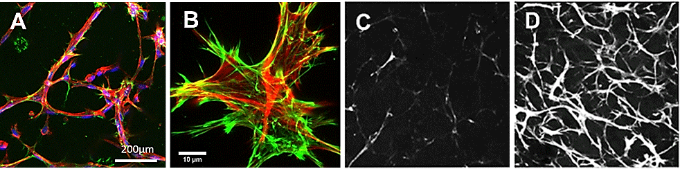 TrueGel® HTS hydrogels and collagen deposition using seeded fibroblasts