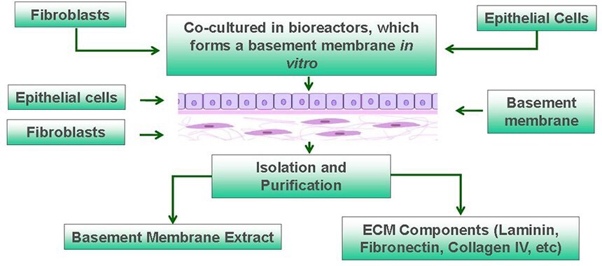 Overview of Human MaxGel™ ECM Hydrogels